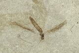 Fossil Leaf, Crane Fly, and Beetle Plate - Utah #242779-2